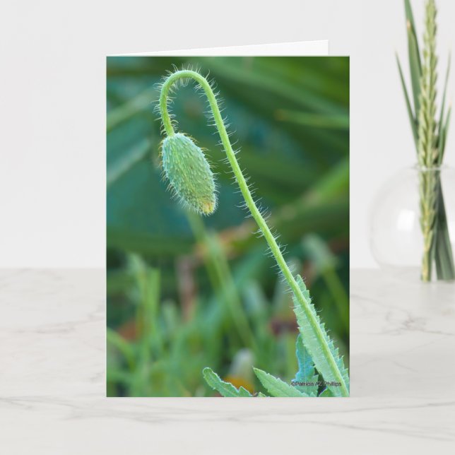 Good Luck On New Beginnings Poppy Bud Photography Card (Front)