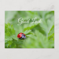 Good luck with cute little ladybug! postcard