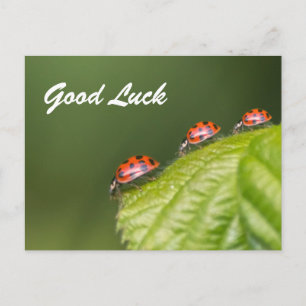 Good luck with cute little ladybugs! postcard