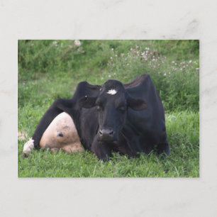 Good Moarning WI Postcard