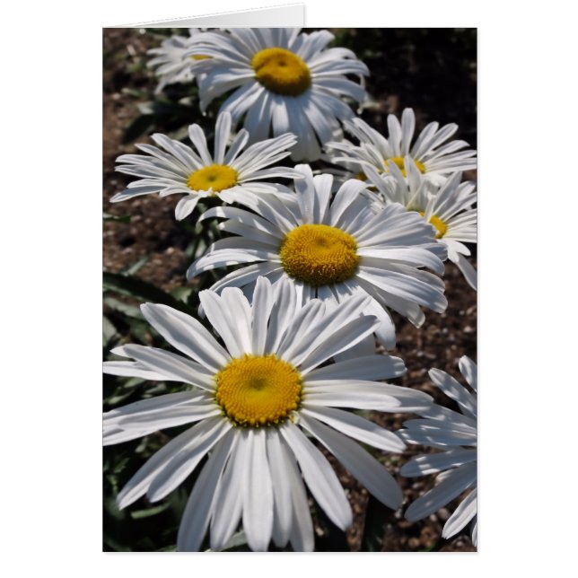 Good Morning Daisies (Front)