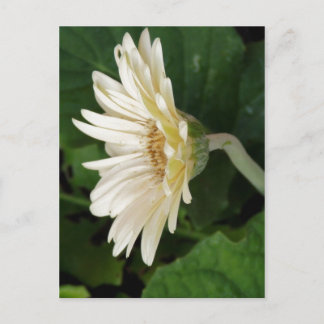 Good Morning Daisy Postcard
