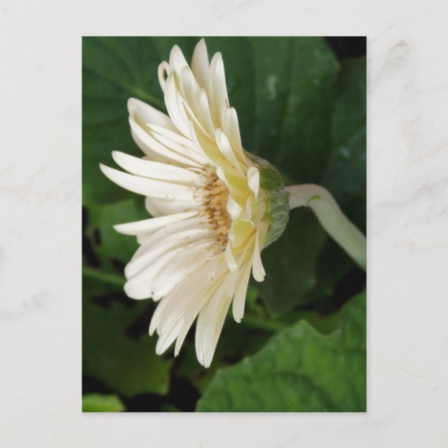 Good Morning Daisy Postcard (Front)