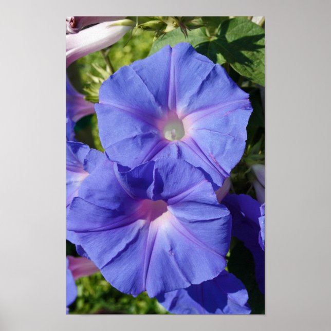 "Good Morning, Glory" Poster (Front)