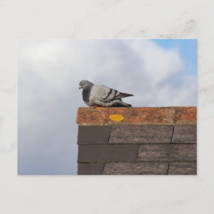 Good Morning Pigeon Postcard