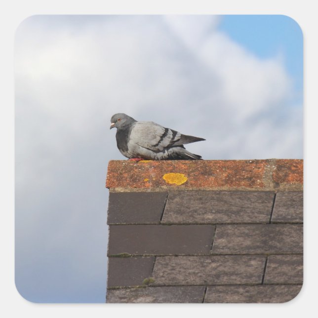 Good Morning Pigeon Square Sticker (Front)