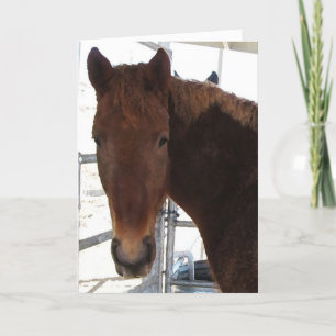 Good TWH Horse Sense Anniversary Card