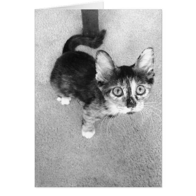 goofy calico kitten, black and white (Front)