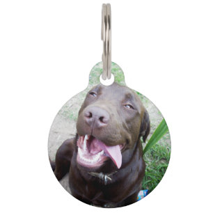 Goofy Delights: Chocolate Brown Labrador Puppy, Pet Tag