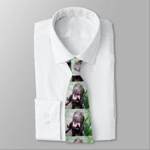 Goofy Delights: Chocolate Brown Labrador Puppy, Tie