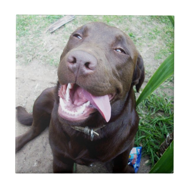 Goofy Delights: Chocolate Brown Labrador Puppy, Tile (Front)