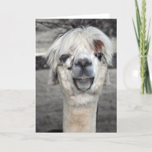 Goofy Llama Greeting Card