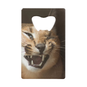 Goofy Lynx