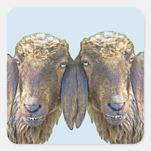 Goofy Sheep Face Farm Twins Animal Family Art Square Sticker