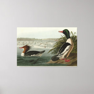 Goosander (Common Merganser) Audubon's Birds Canvas Print