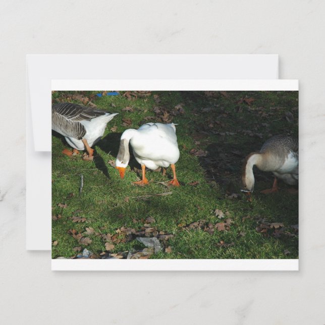 Goose (Front)