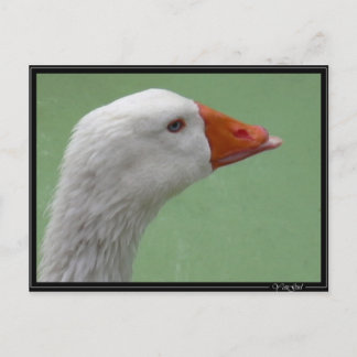 goose1 postcard