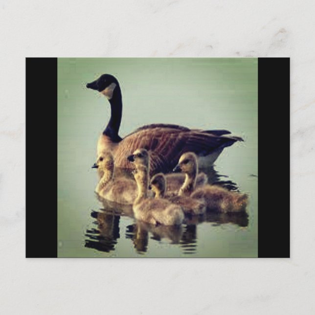Goose and Babies Postcard (Front)