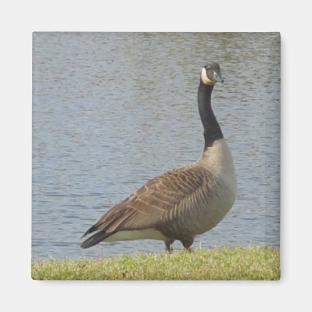 Goose By Pond Magnet (Front)