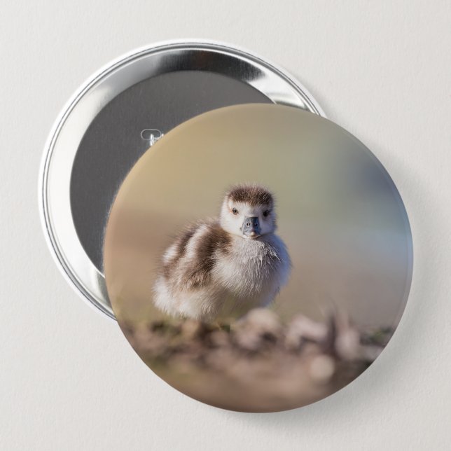 Goose Chick Nature Photo 10 Cm Round Badge (Front & Back)
