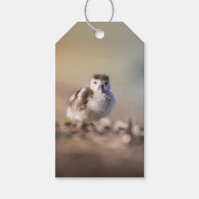 Goose Chick Nature Photo Gift Tags (Front)