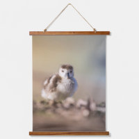 Goose Chick Nature Photo