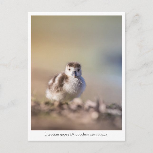 Goose Chick Nature Photo Postcard (Front)
