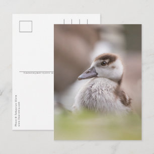 Goose Chick Nature Photo Postcard