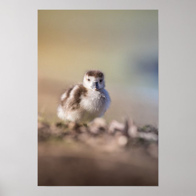 Goose Chick Nature Photo Poster (Front)