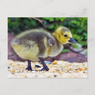 Goose Chick Postcard