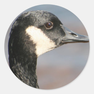 Goose Closeup Classic Round Sticker
