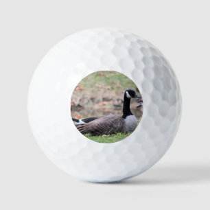 Goose golf balls