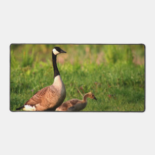 Goose Gosling Geese Nature Outdoor Photo Desk Mat
