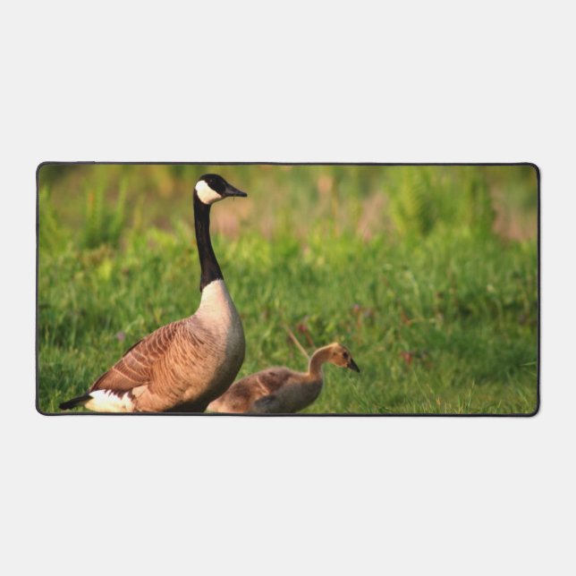 Goose Gosling Geese Nature Outdoor Photo Desk Mat (Front)