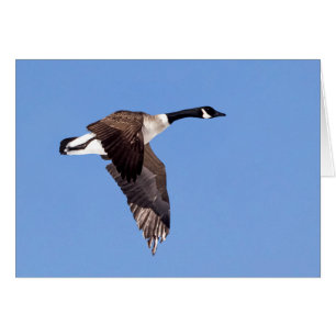 Goose In Flight