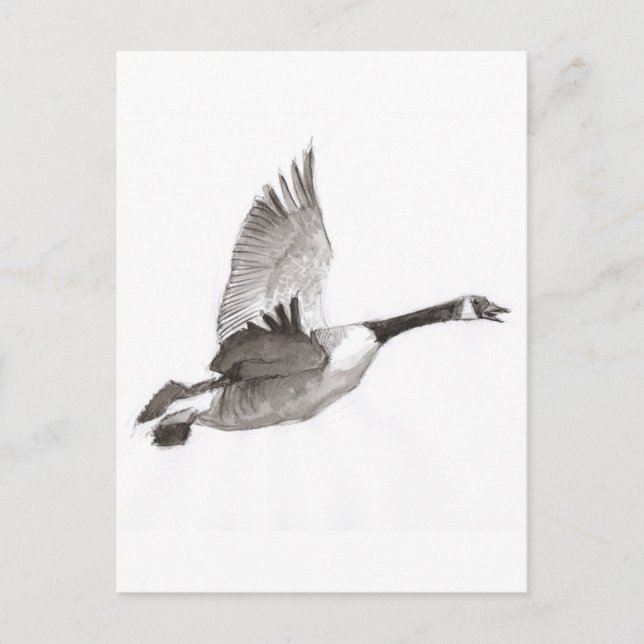 Goose in flight drawing postcard (Front)