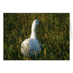 Goose in The Hay Meadow