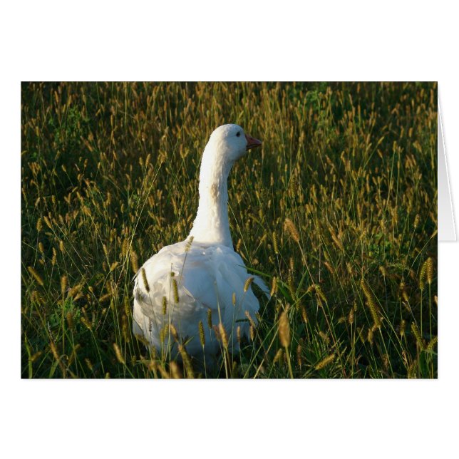 Goose in The Hay Meadow (Front Horizontal)