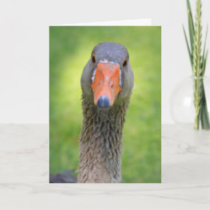 Goose In The Sunshine Birthday Card