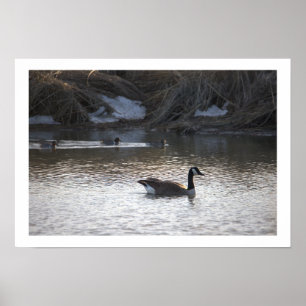 Goose in Water Poster