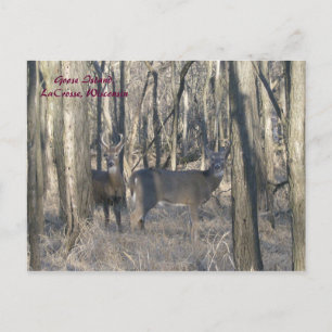 Goose Island, LaCrosse, Wisconsin Postcard