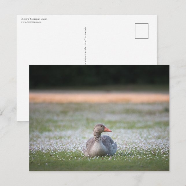 Goose Nature Photo Postcard (Front/Back)