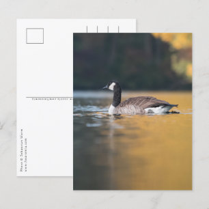 Goose Nature Photo Postcard