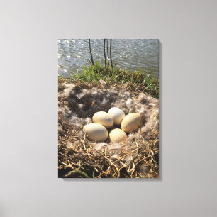 Goose Nest with Eggs on Canvas