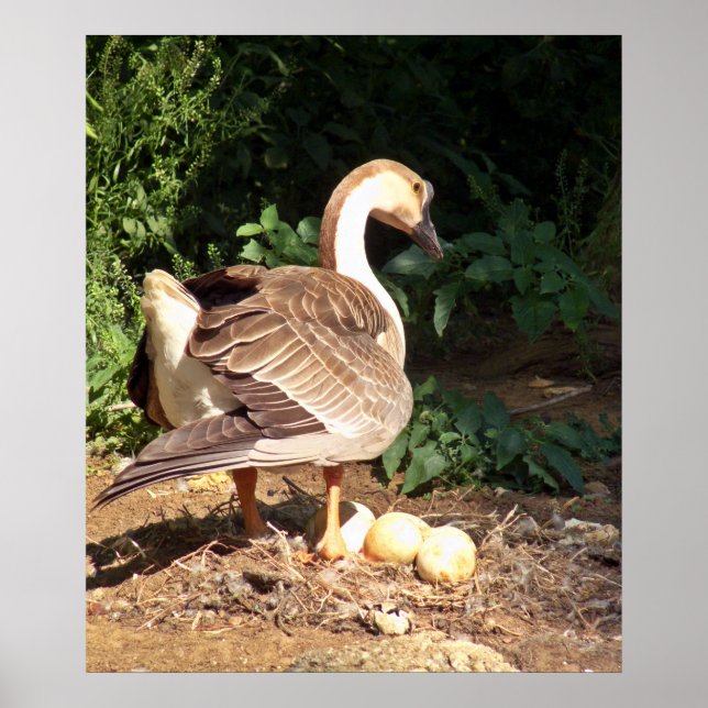 Goose on eggs poster (Front)