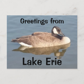 Goose on Lake Erie Postcard