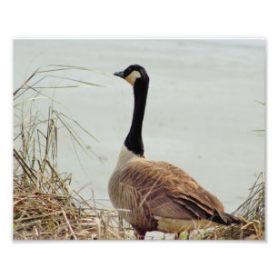 Goose Photo