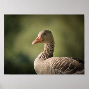 Goose Photo Poster
