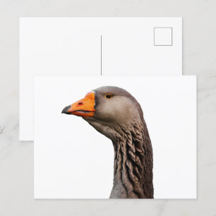 Goose portrait postcard
