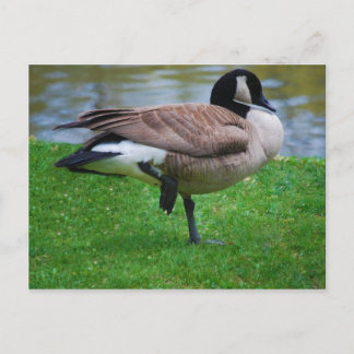 Goose Post Card